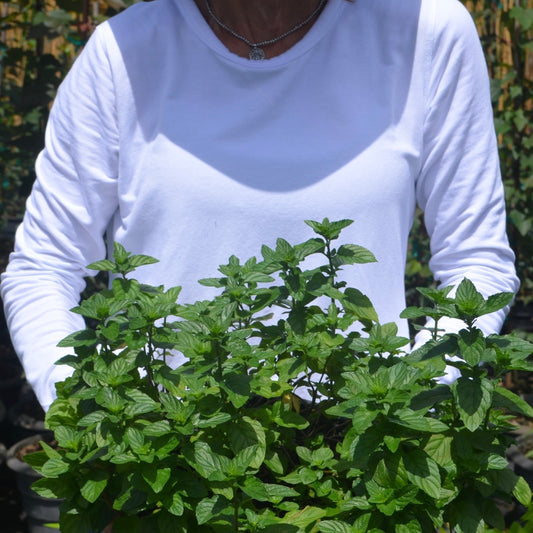 Stinging Nettle: How this annoying plant has become a rising superstar!