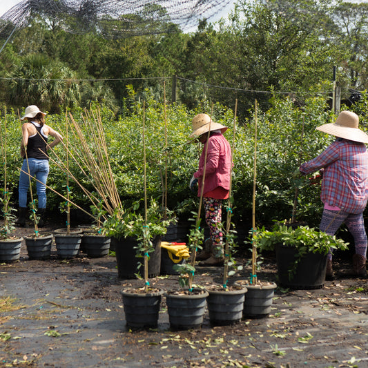 The Ripple Effect of Choosing Organic